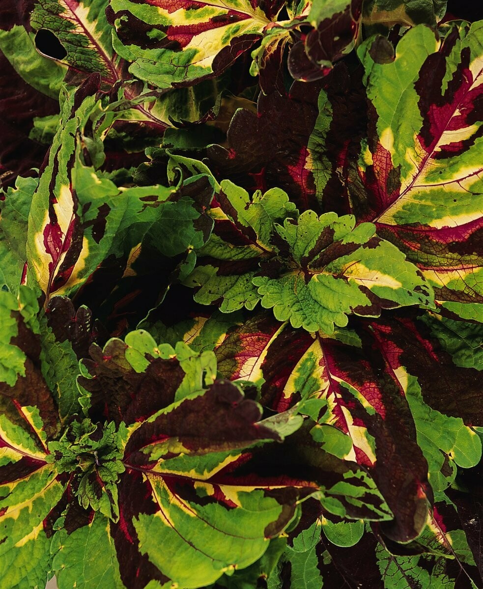 Coleus Kong Mosaic