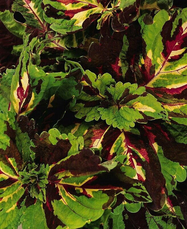 Coleus Kong Mosaic