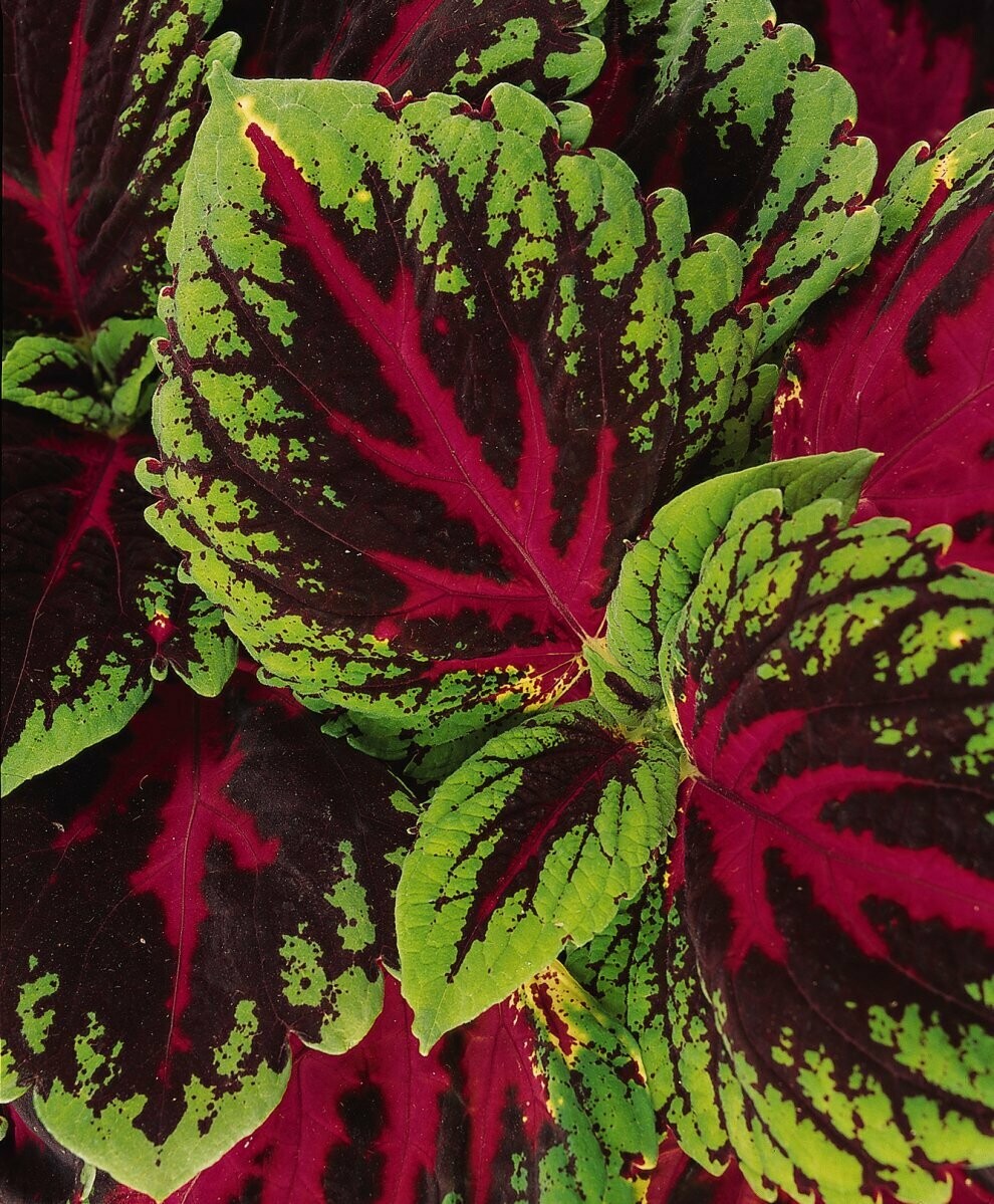Coleus Kong Red