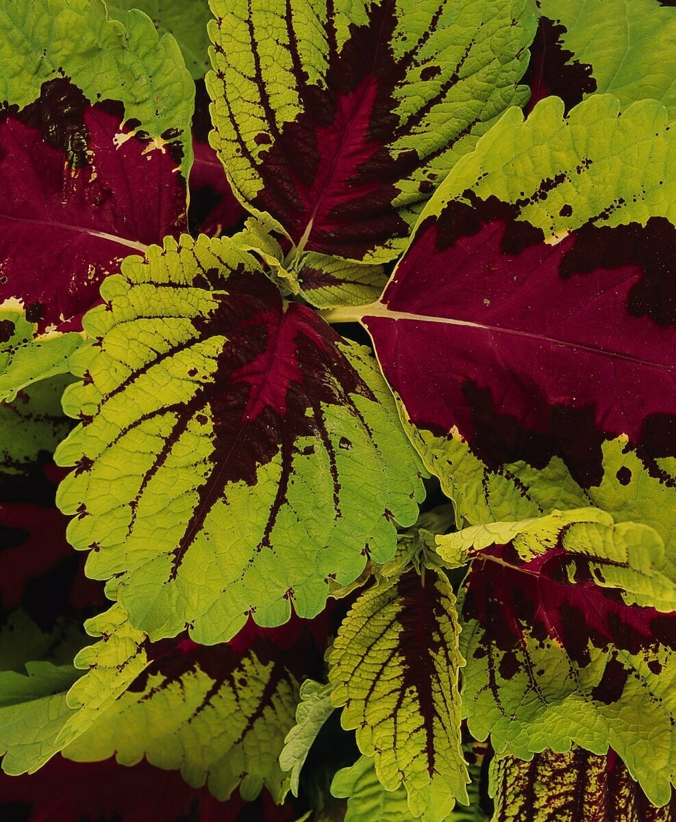 Coleus Kong Rose