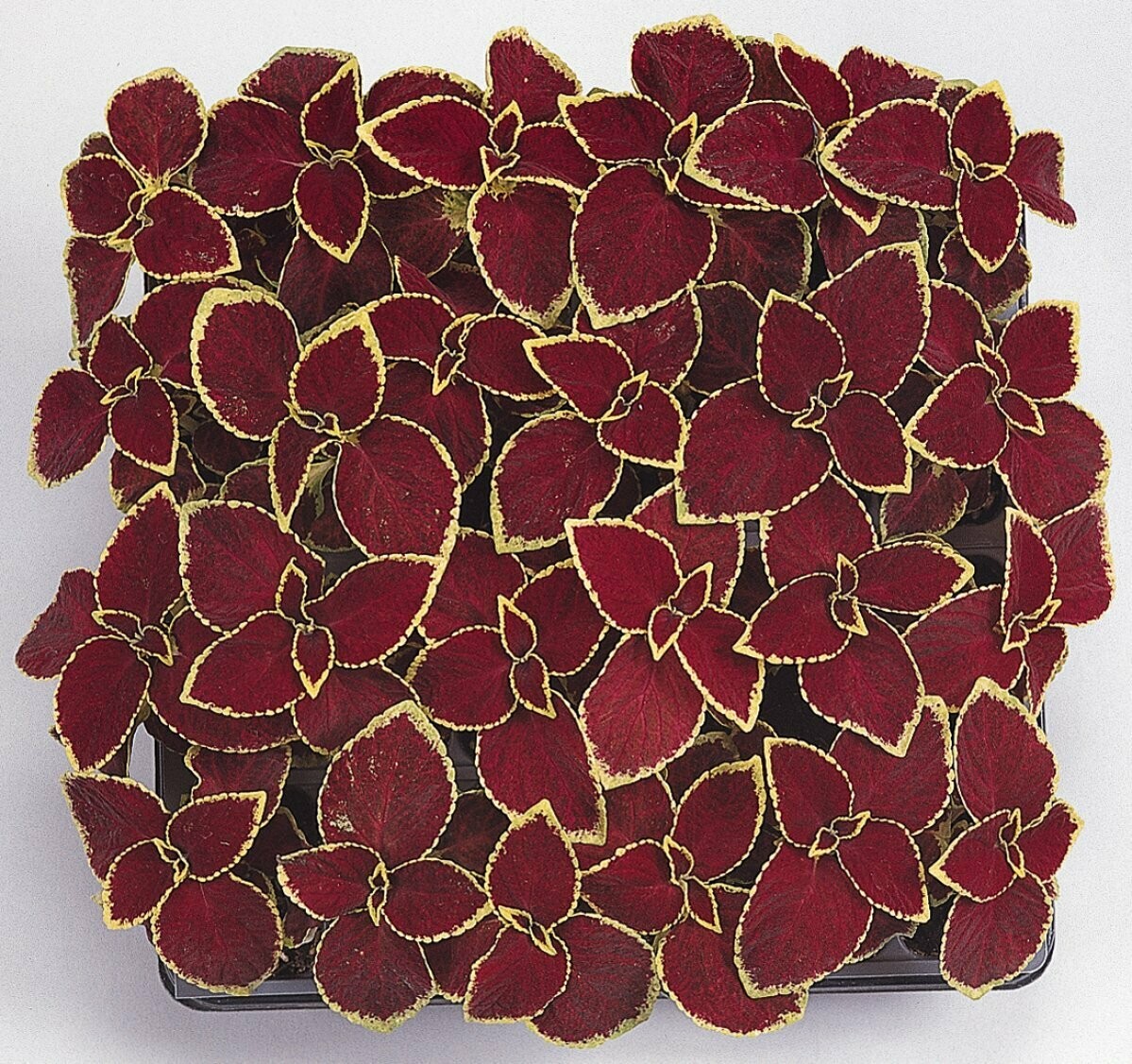 Coleus Wizard Scarlet