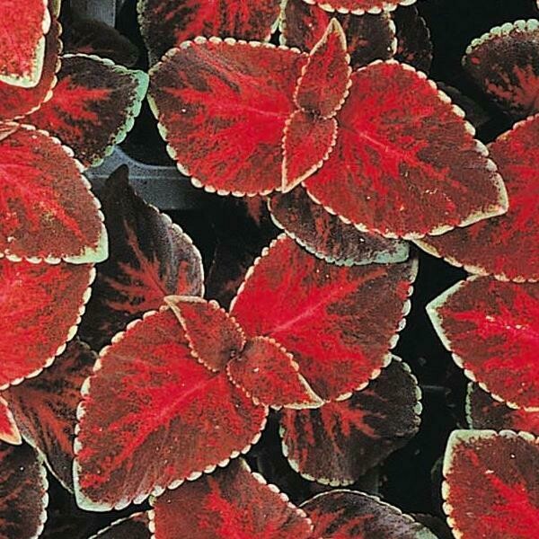 Coleus Wizard Velvet Red