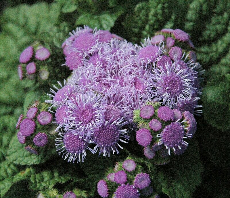 Ageratum Aloha Blue