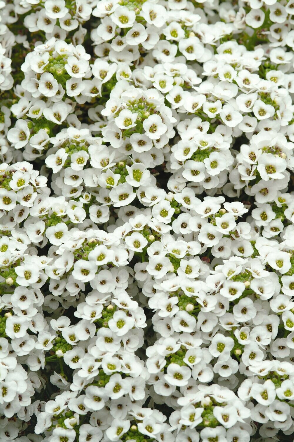 Alyssum Clear Crystal White