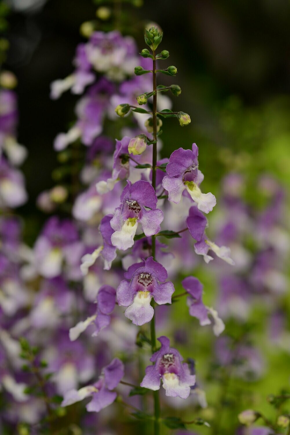 Angelonia Archangel Bicolor Blue