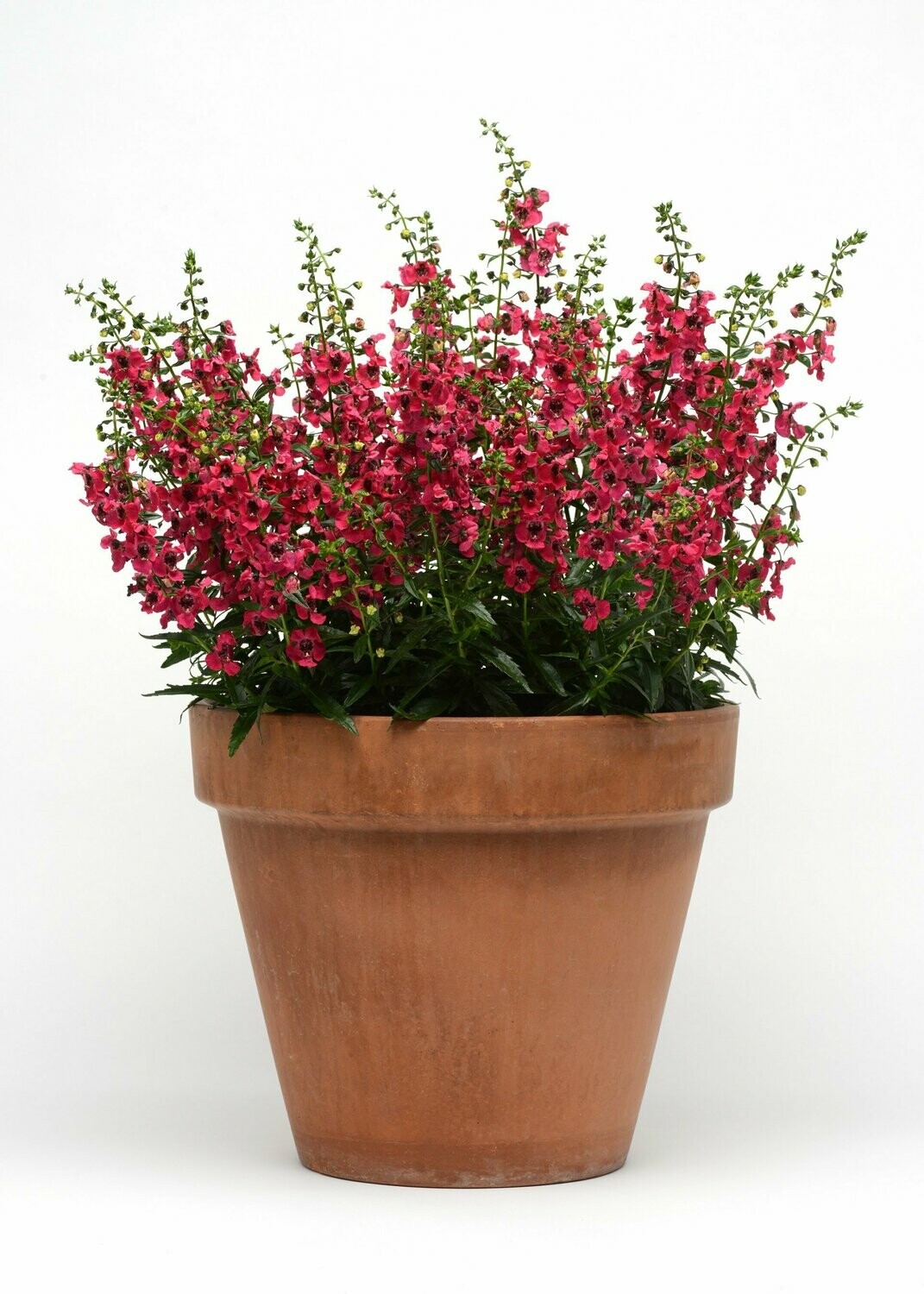 Angelonia Archangel Cherry Red