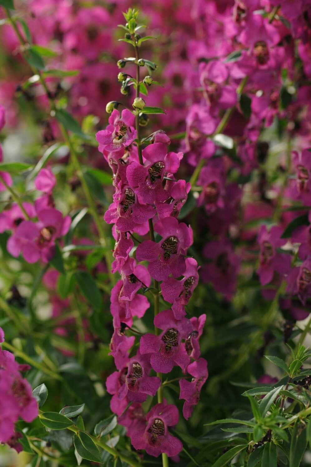 Angelonia Archangel Raspberry