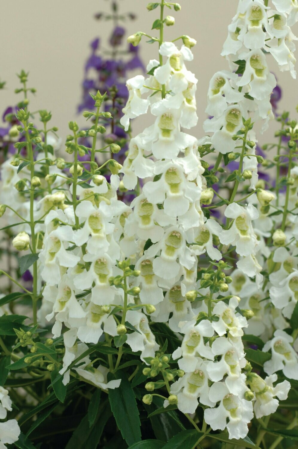 Angelonia Archangel White
