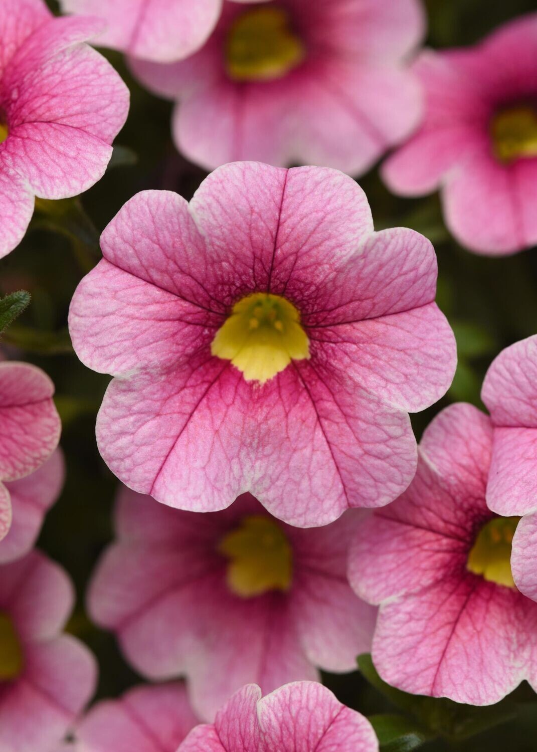 Calibrachoa Cabaret Strawberry Parfait Basket