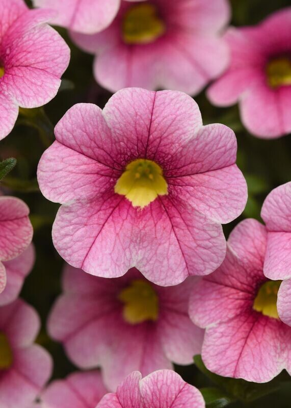 Calibrachoa Cabaret Strawberry Parfait Basket