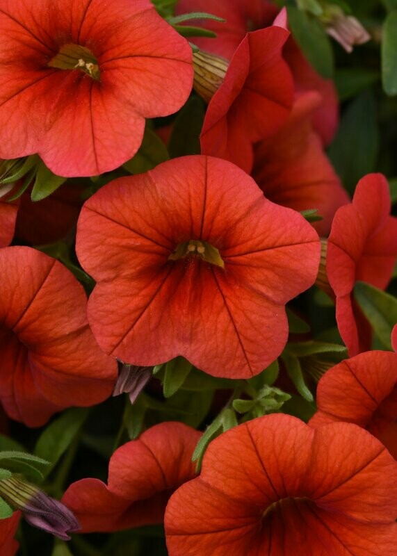 Calibrachoa Cabaret Orange Basket