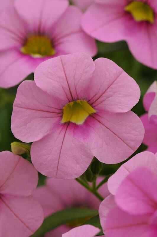Calibrachoa Cabaret Light Pink Basket