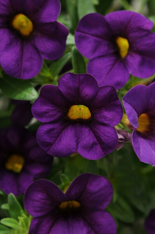 Calibrachoa Cabaret Deep Blue Basket