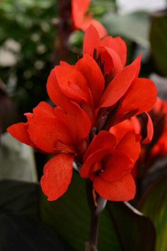 Canna Cannova Bronze Scarlet