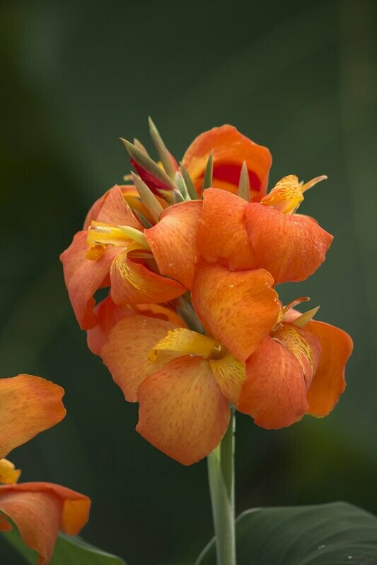 Canna Cannova Orange Shades