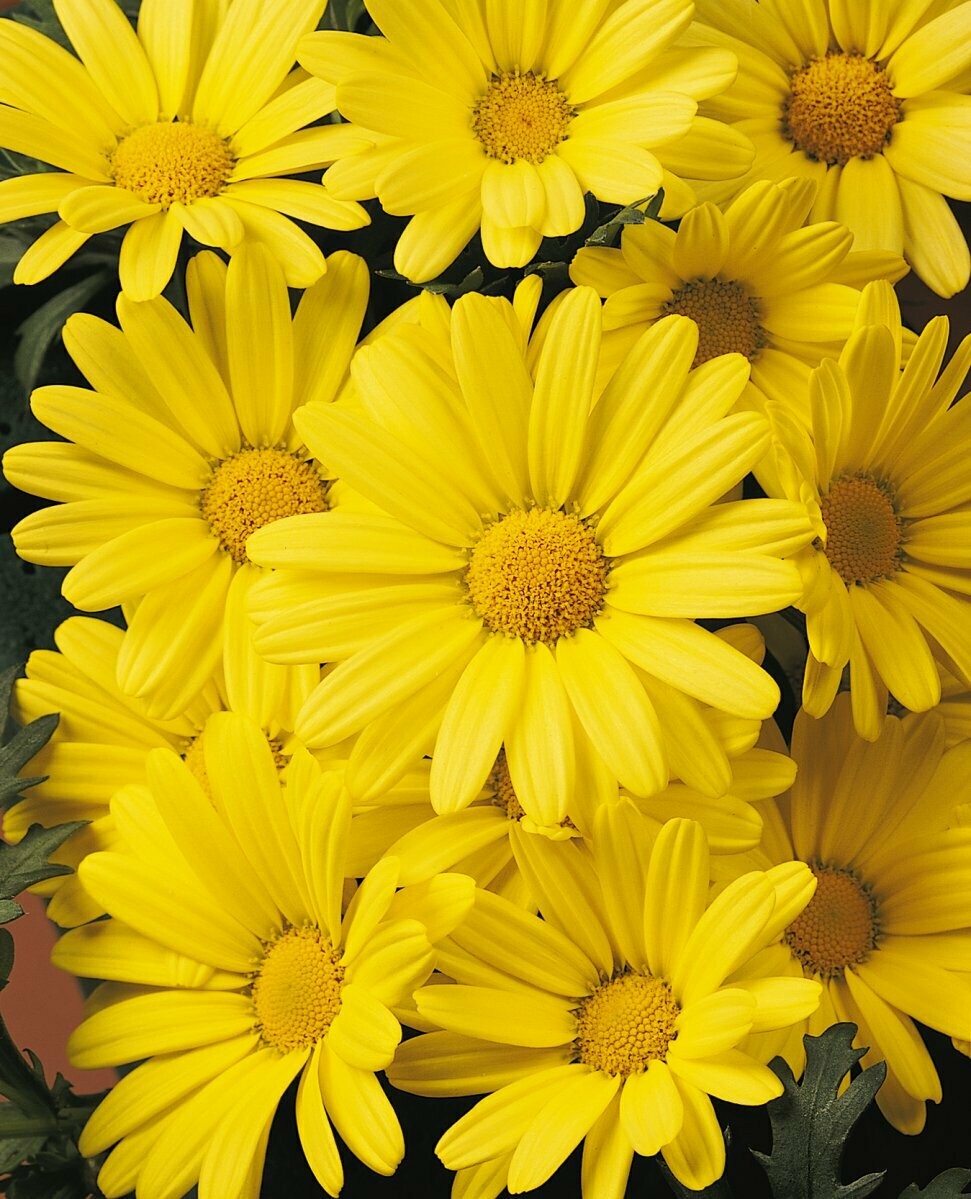 Daisey Yellow Butterfly