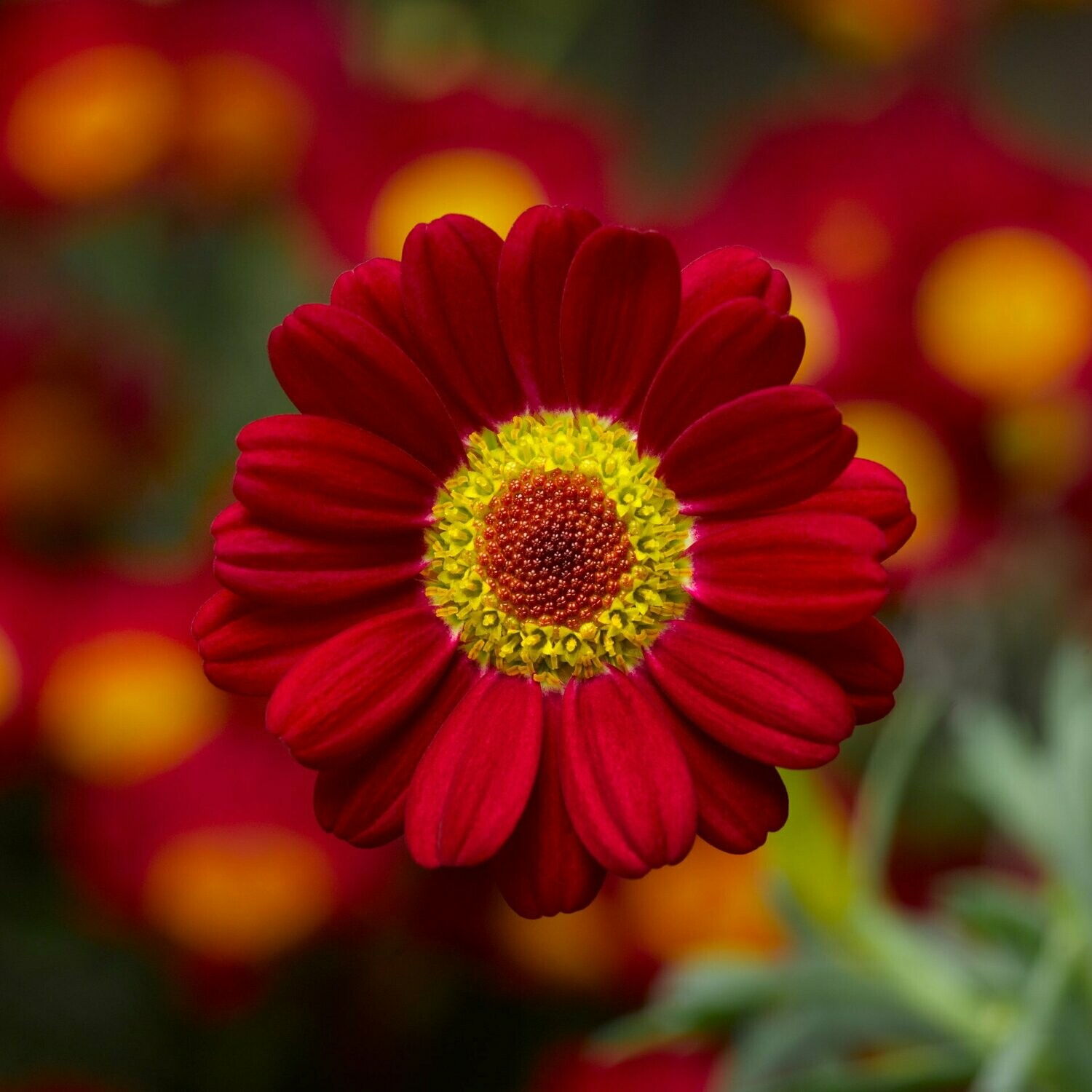 Daisy Sassy Red