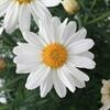 Daisy Sassy White