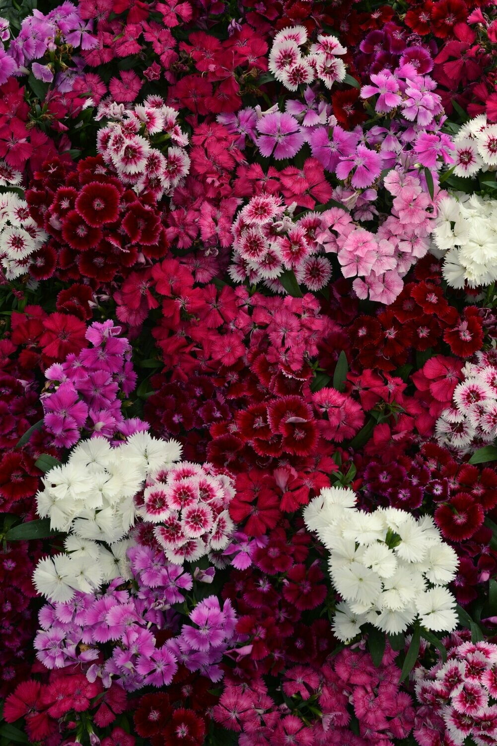 Dianthus Floral Lace Mix