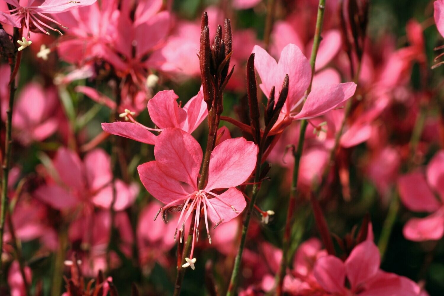 Gaura Belleza Dark Pink