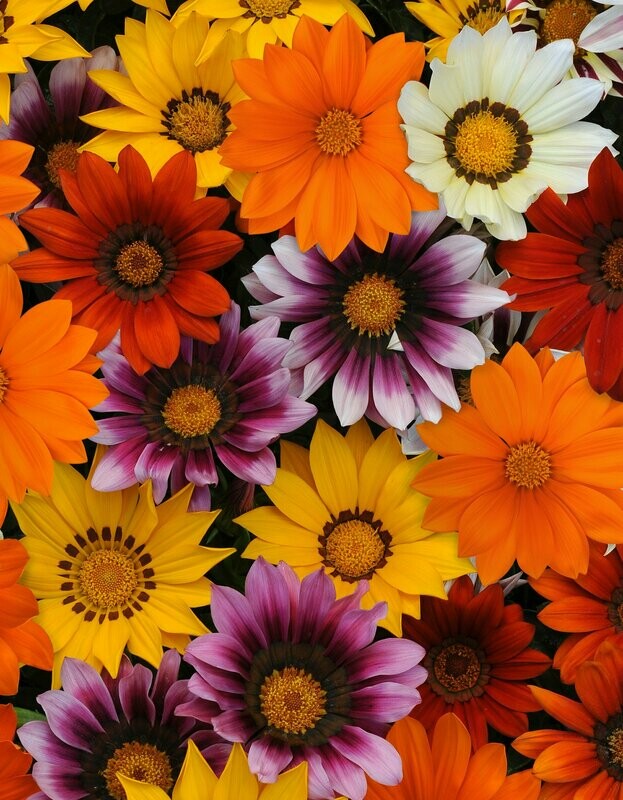 Gazania New Day Mix