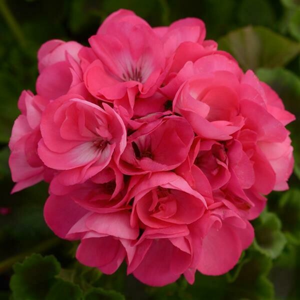 Geranium Dynamo Hot Pink Basket