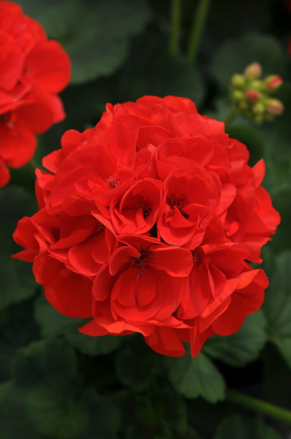 Geranium Dynamo Scarlet Basket