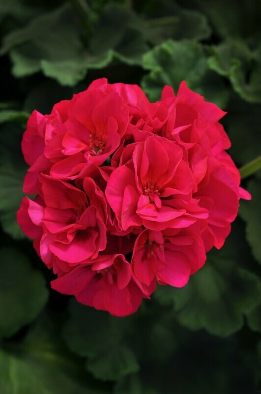 Geranium Dynamo Violet Basket