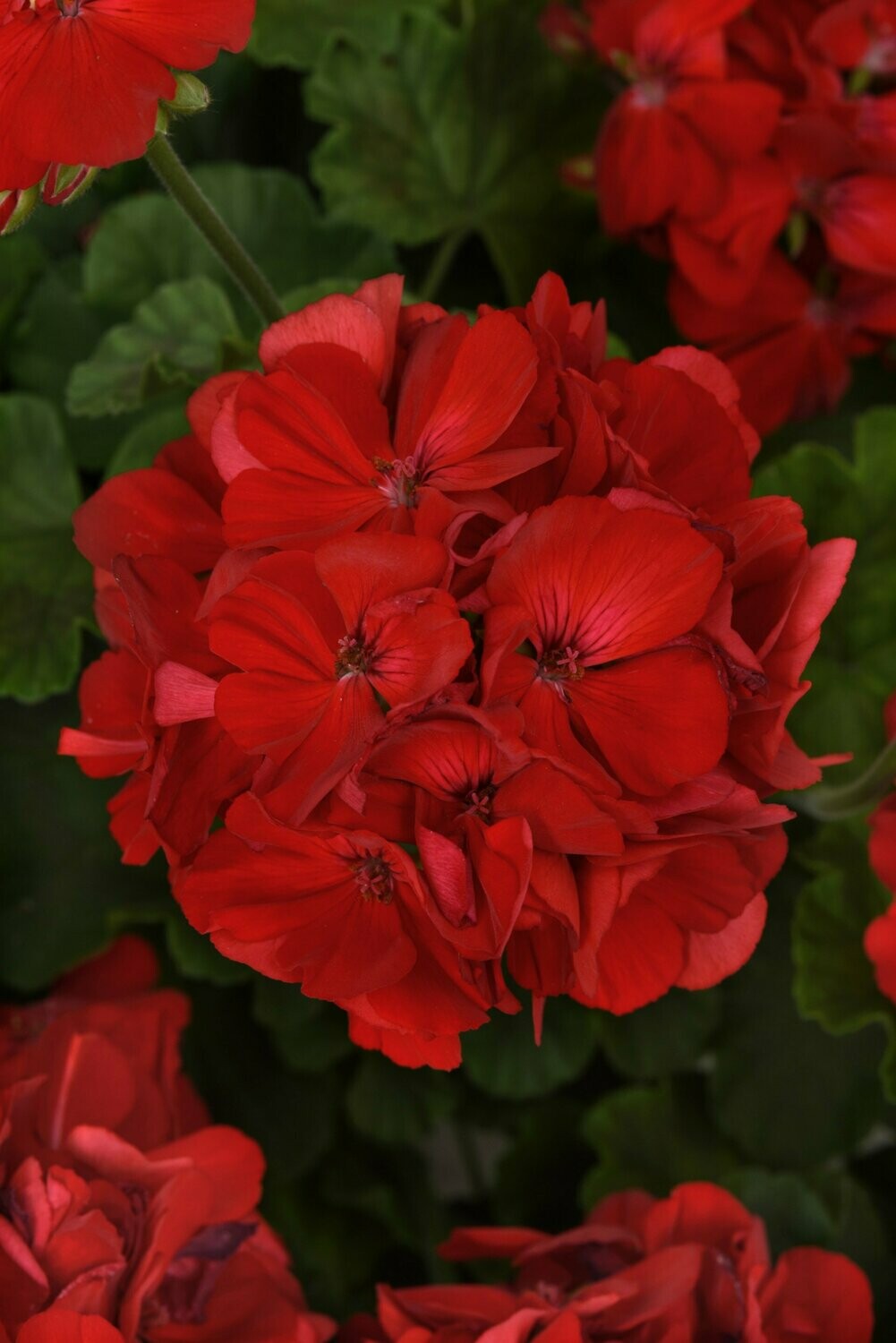 Geranium Dynamo Dark Red Basket