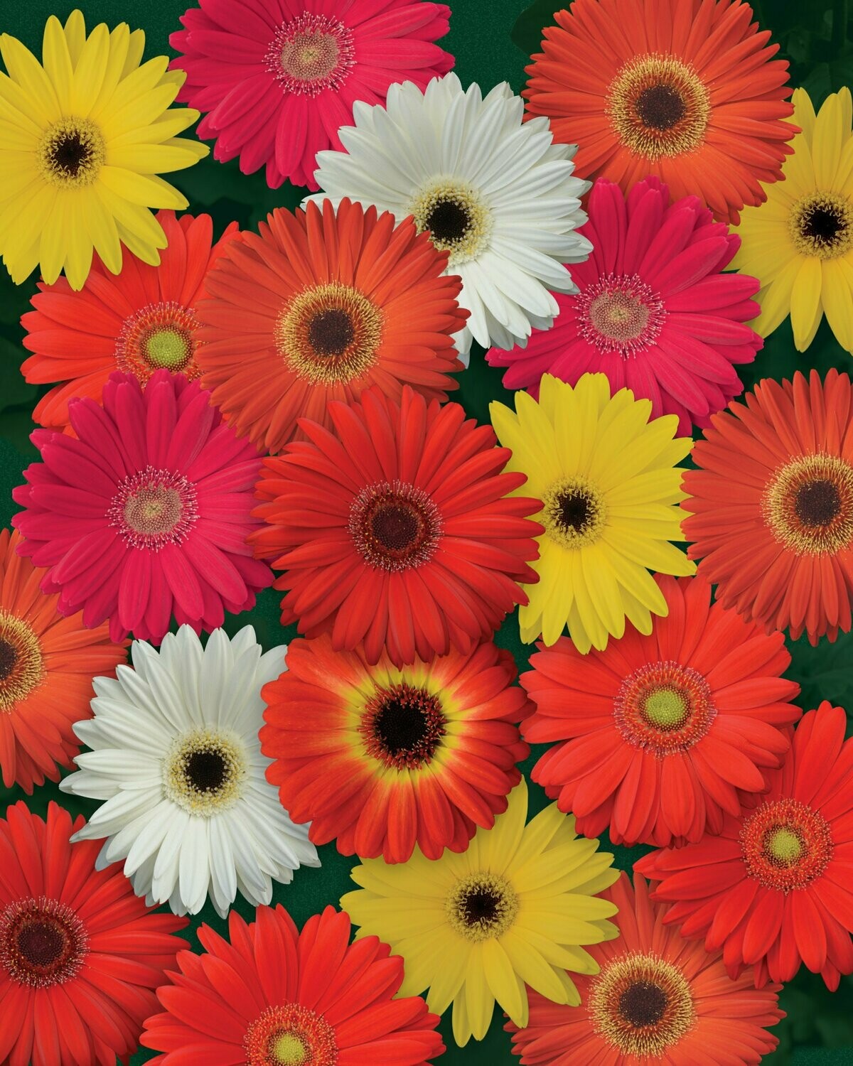 Gerbera Daisey Formula Mix