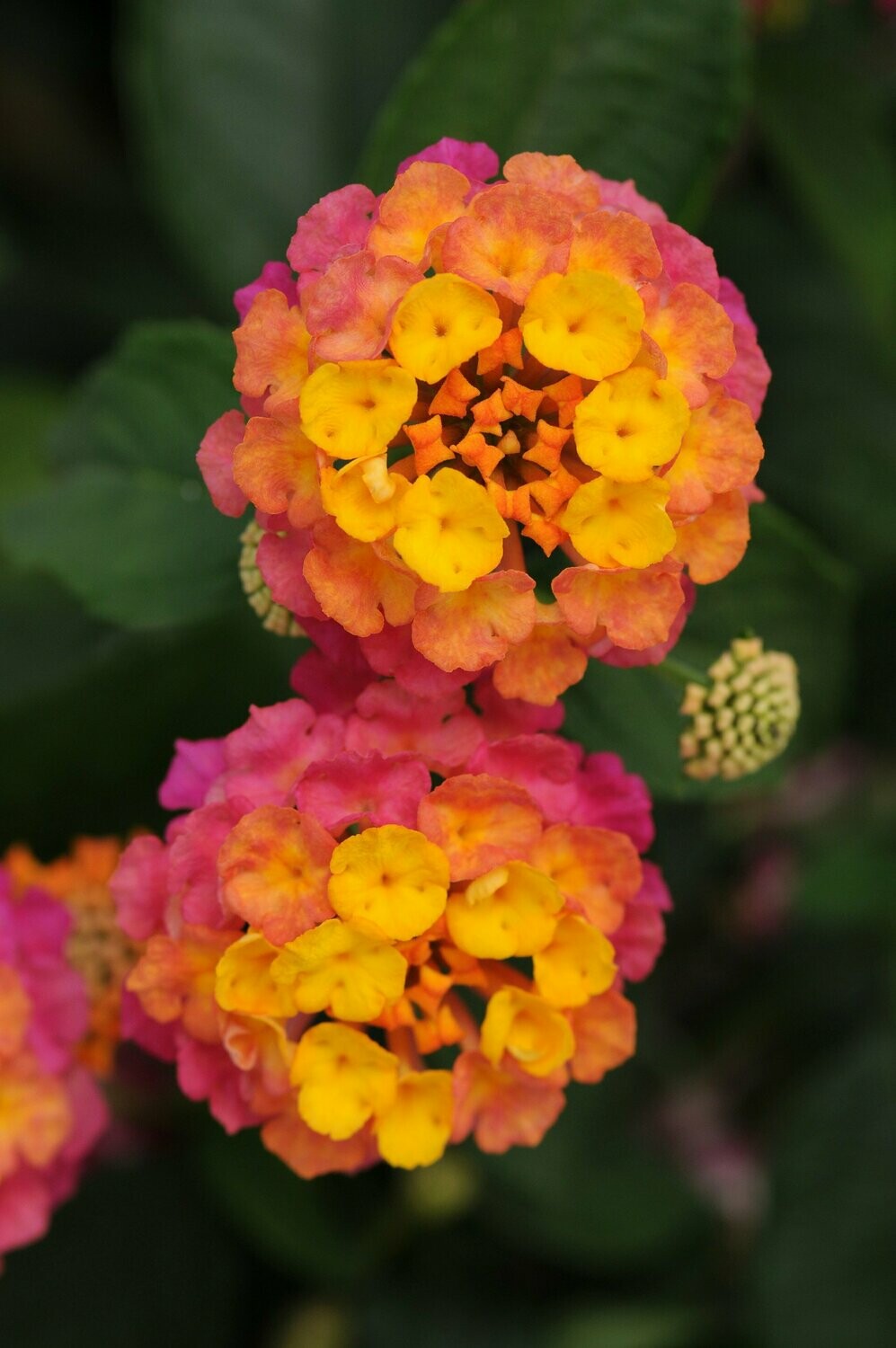 Lantana Lucky Sunrise Rose Basket