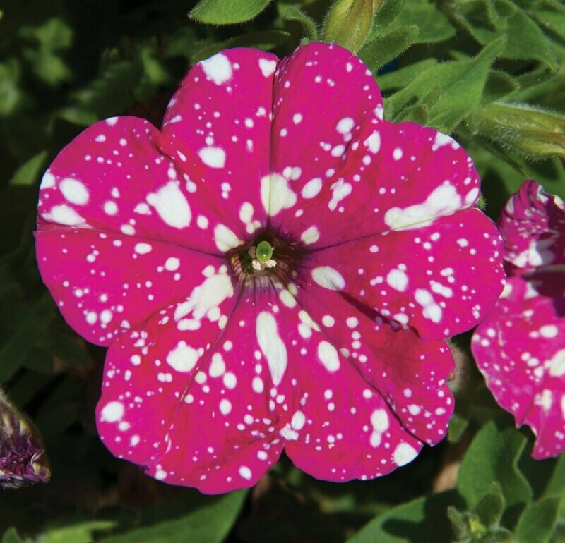 Petunia Headliner Pink Sky Pot