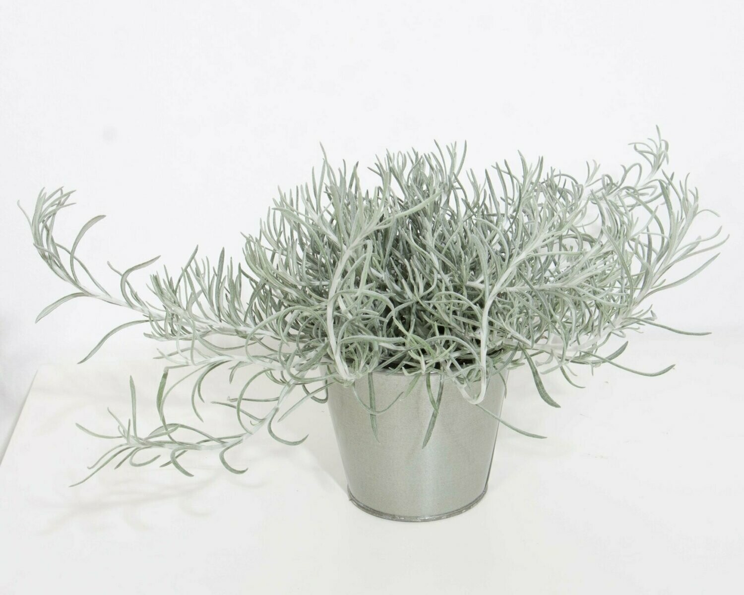Helichrysum Silver Threads Pot