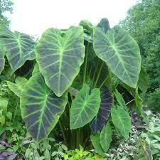 Colocasia