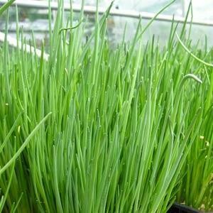 Chives