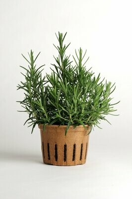 Rosemary