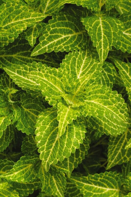 Coleus Electric Lime