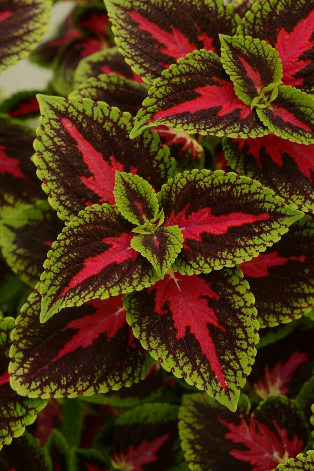 Coleus French Quarter