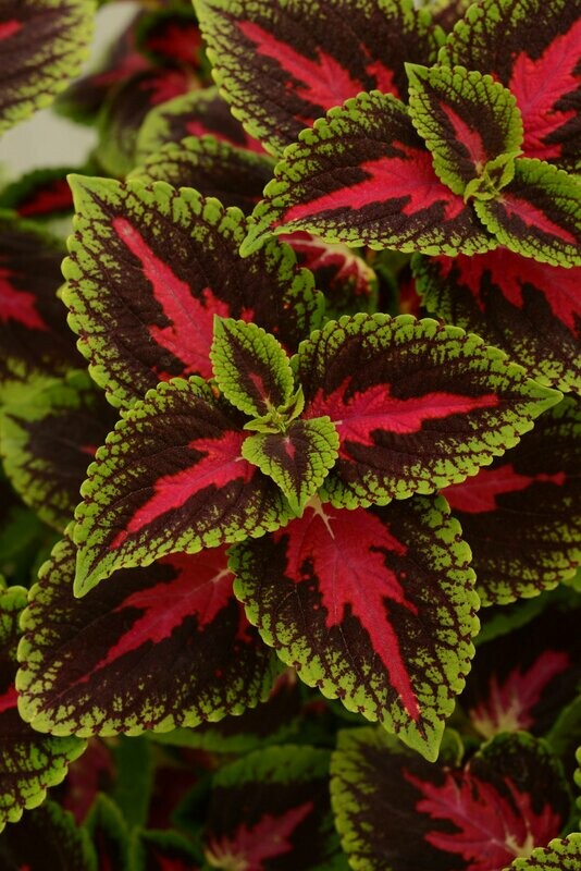 Coleus French Quarter