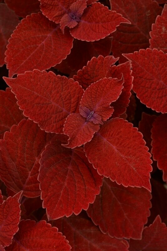 Coleus Ruby Slipper