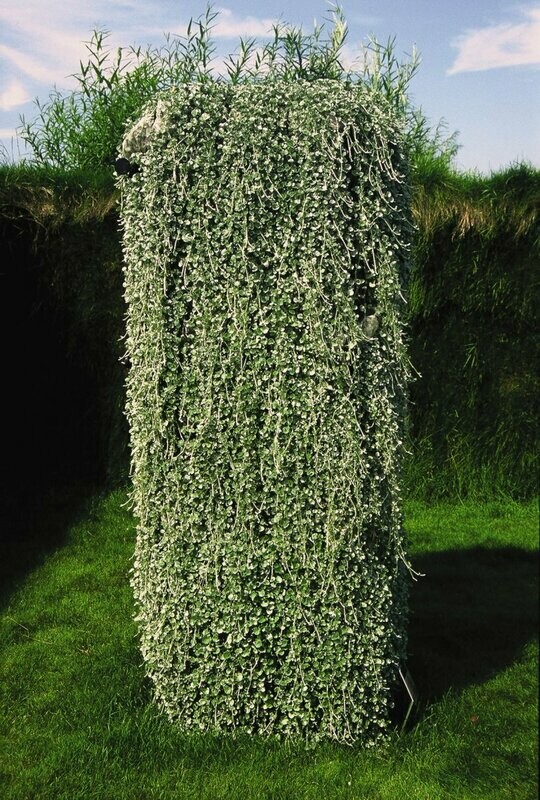 Dichondra Silver Falls