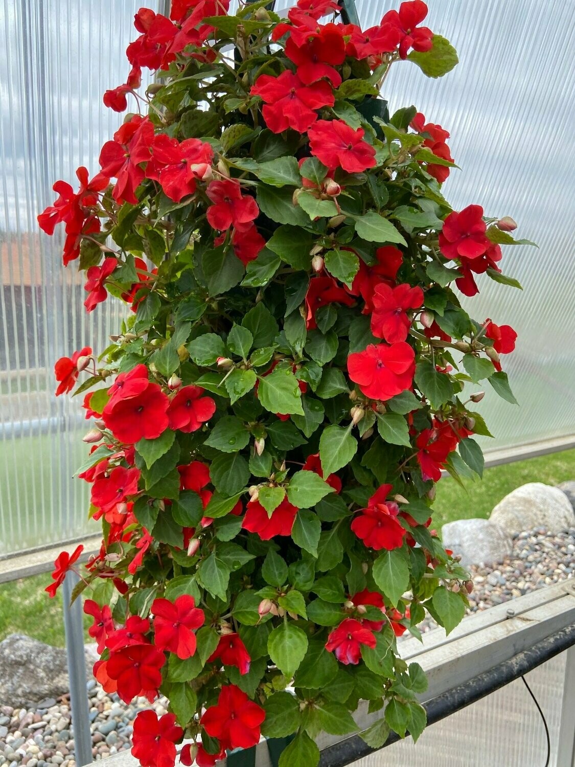Impatiens Beacon Bright Red Bag