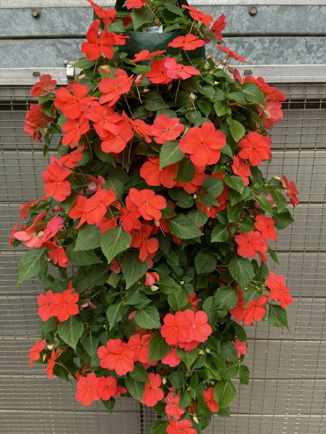 Impatiens Beacon Orange Bag