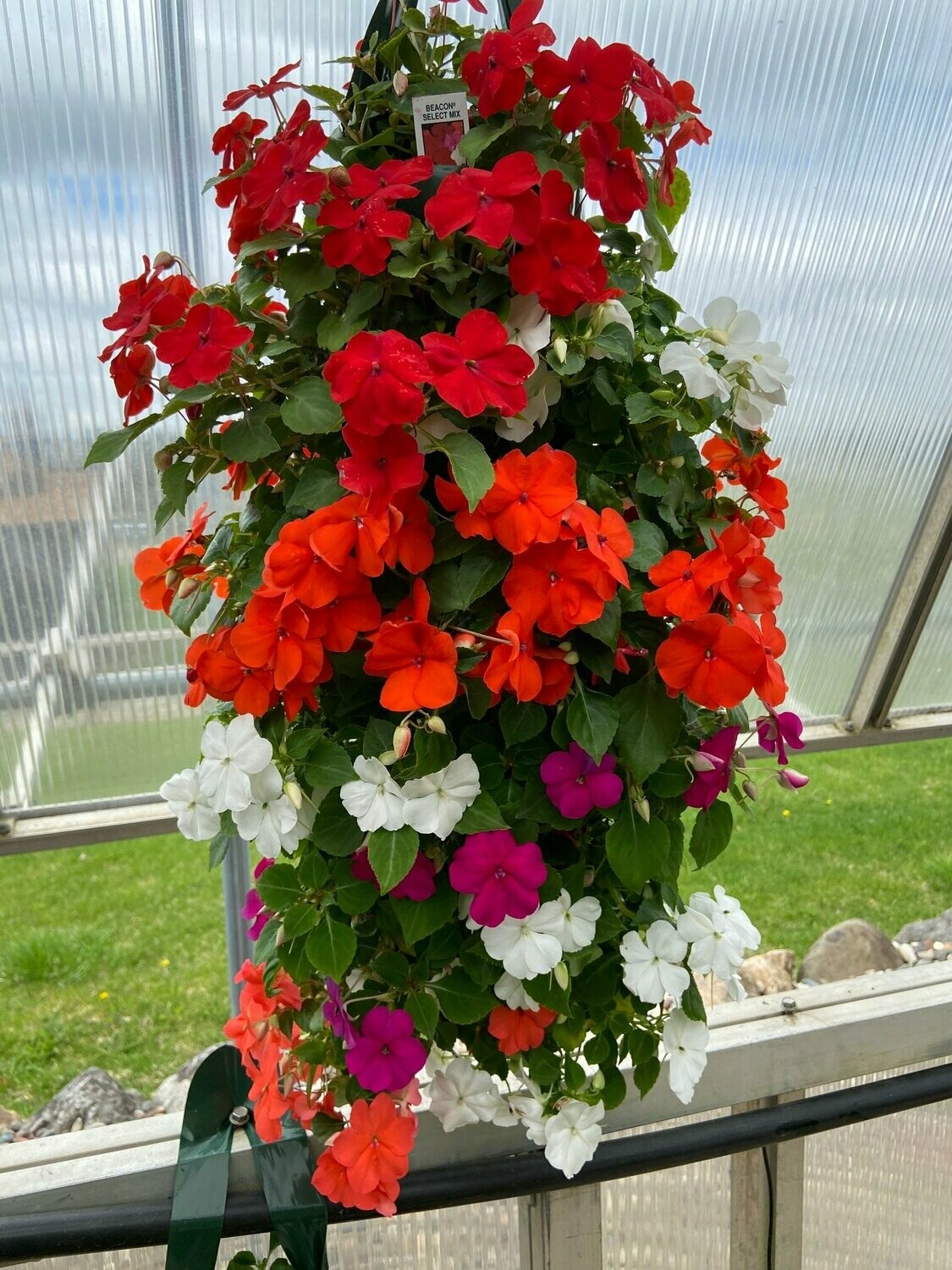 Impatiens Beacon Select Mix Bag