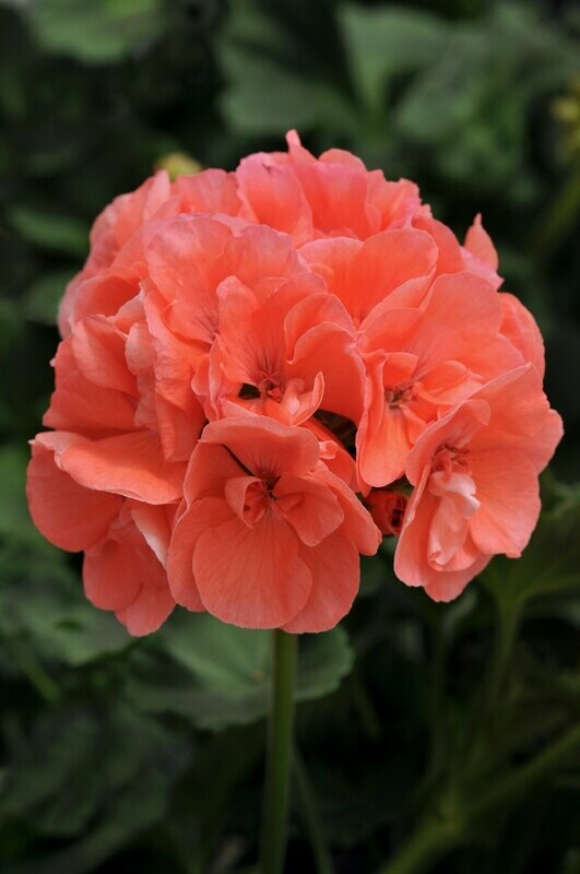 Geranium Dynamo Dark Salmon Pot