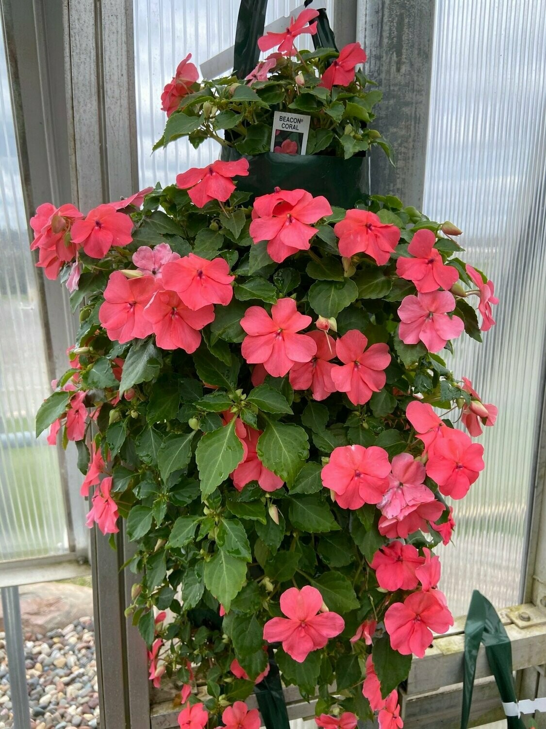 Impatiens Beacon Coral Bag