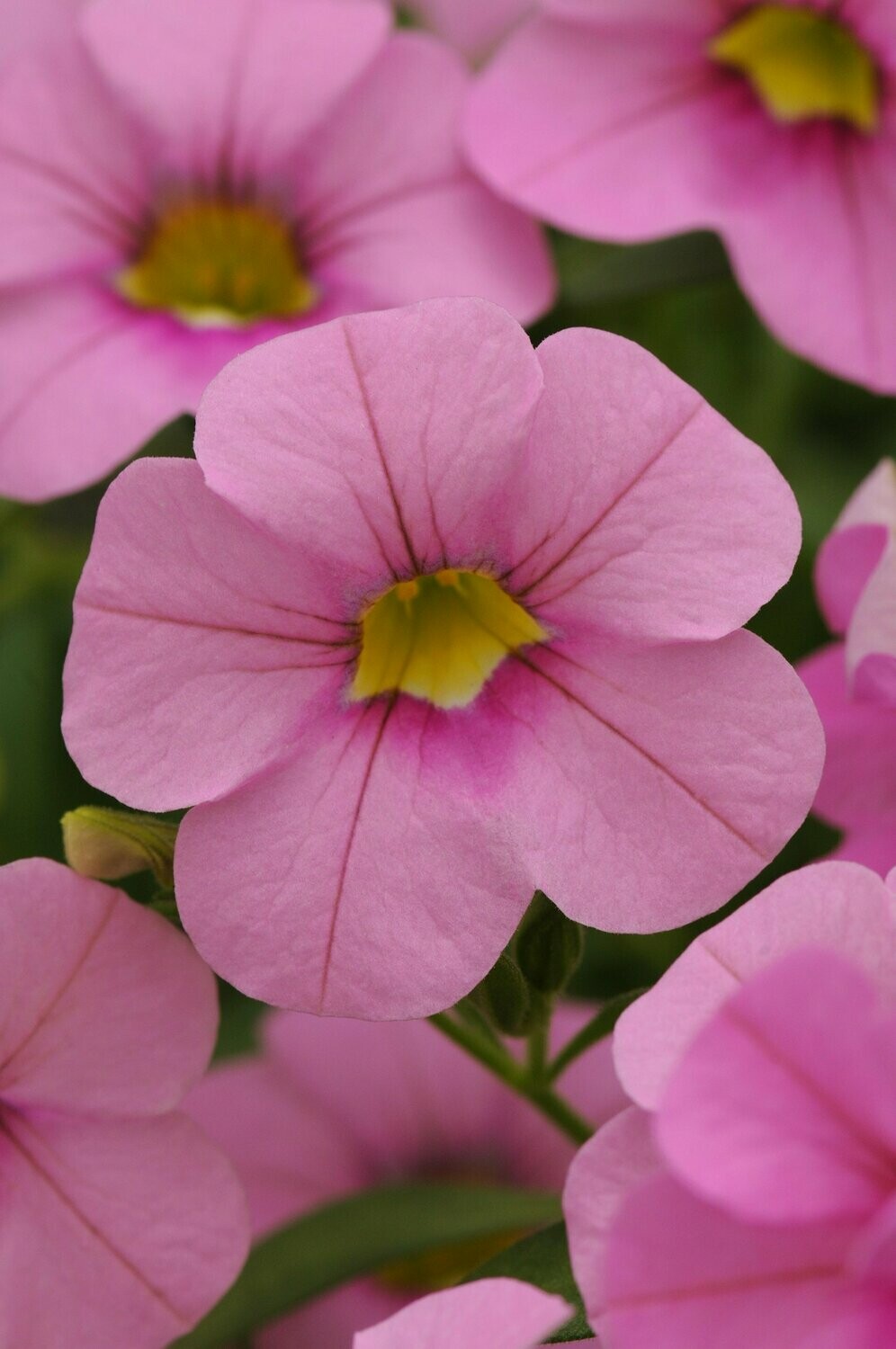 Calibrachoa Cabaret Light Pink Pot