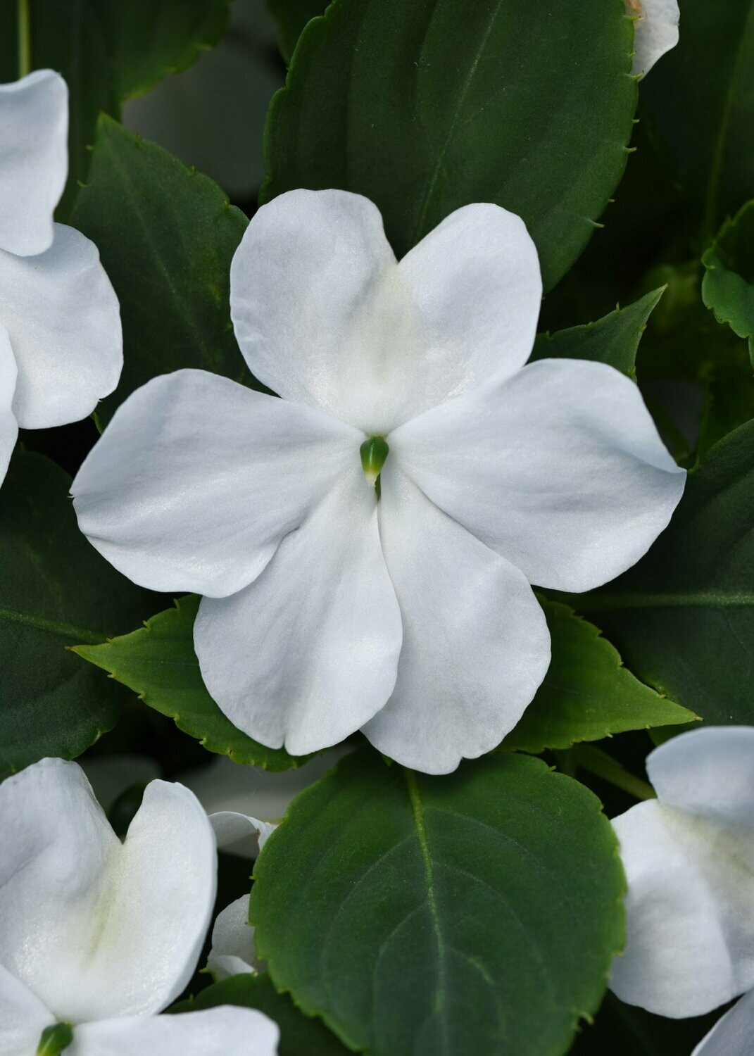 Impatiens Beacon White Basket