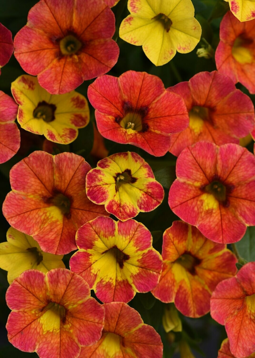 Calibrachoa Cabaret Diva Orange Pot