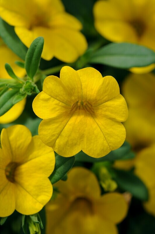 Calibrachoa Cabaret Yellow Pot